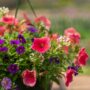 Combo – Bloomin Glory – 10″ Hanging Basket